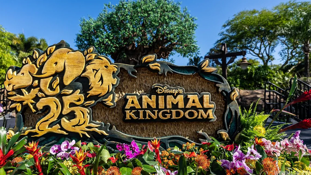 Melhores atrações do Animal Kingdom