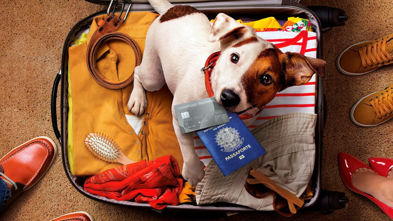 Como Viajar com Animais de Estimação